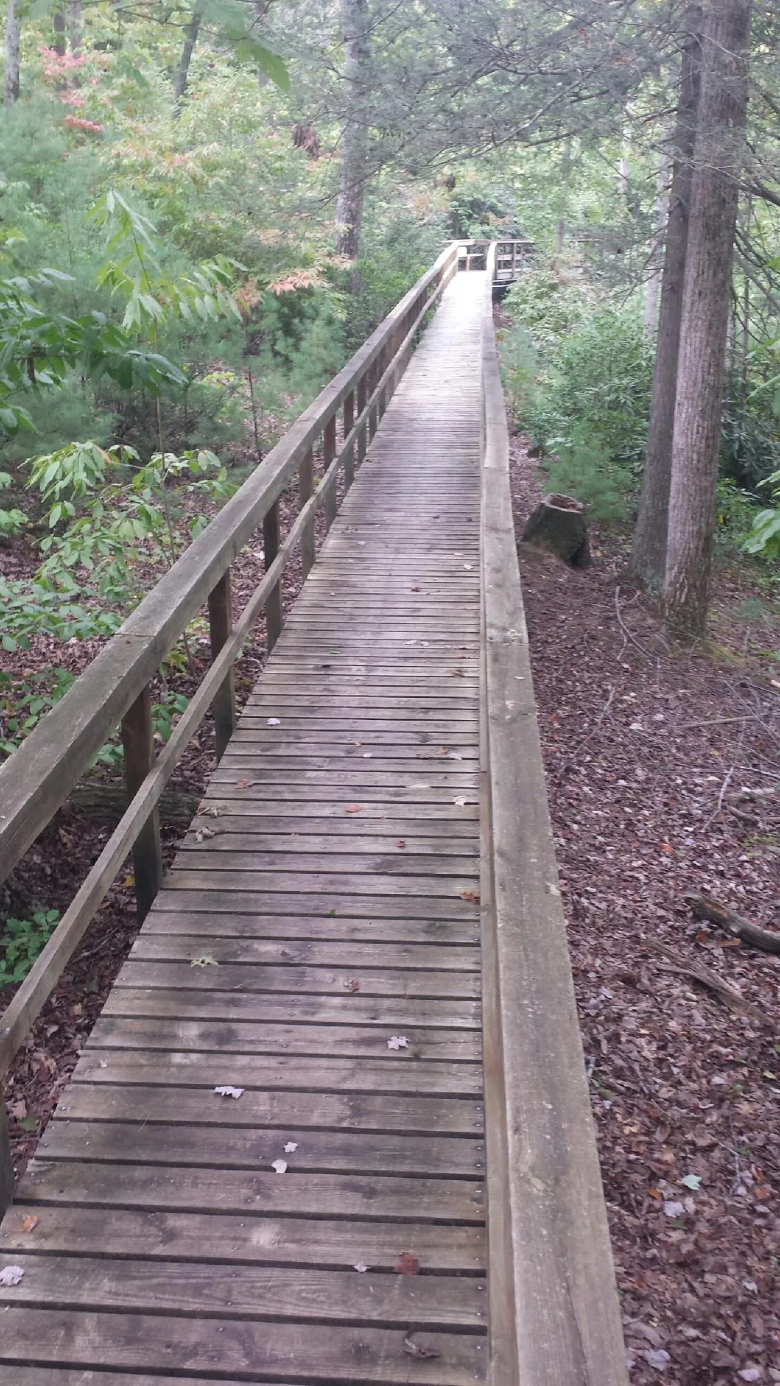 Long wood walkway with handrails built through the woods in Lake Hiawatha